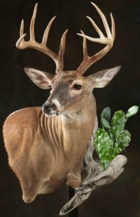 whitetail-with-cactus